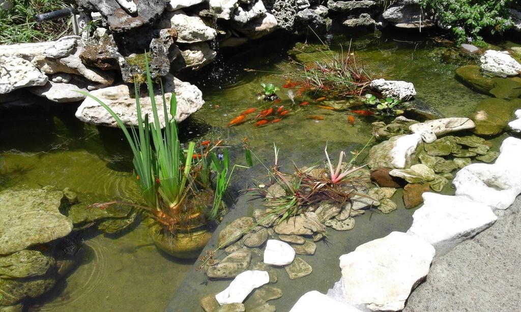 Riverlodge Backpackers Κέιπ Τάουν Εξωτερικό φωτογραφία